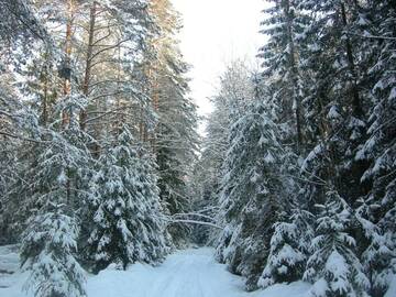 Фото номера Дом для отпуска Загородные дома Paradis г. Боровляны 29